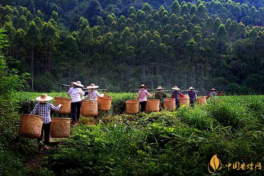 秋茶和春茶的區(qū)別 秋茶和春茶哪個(gè)好喝