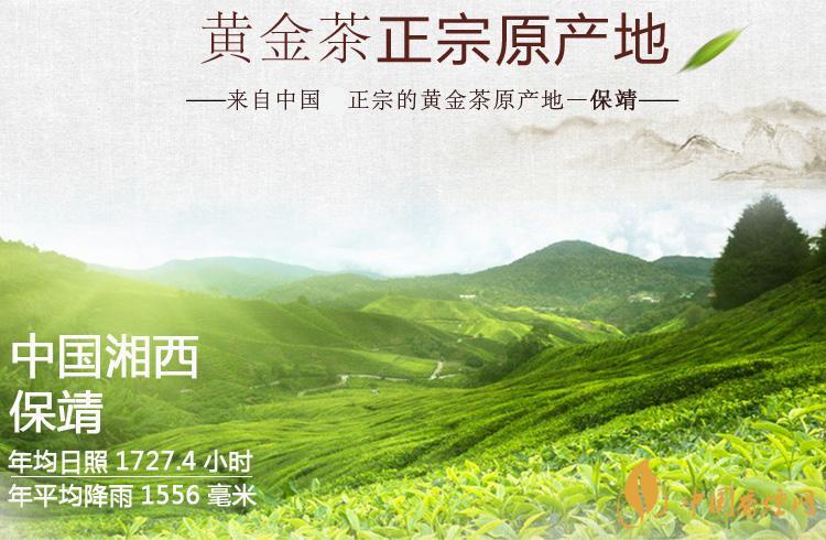 保靖黃金茶多少錢一斤 保靖黃金茶屬于什么茶