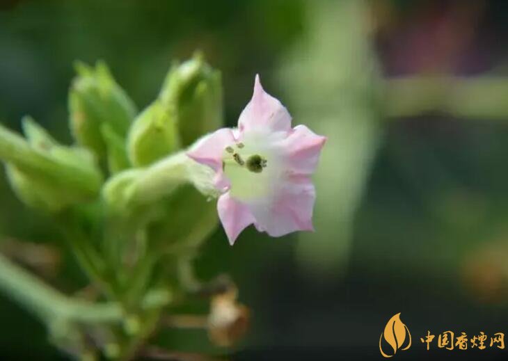 煙草花花語是什么，煙草花什么時候開花