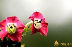 煙草花花語(yǔ)是什么煙草花什么時(shí)候開(kāi)花